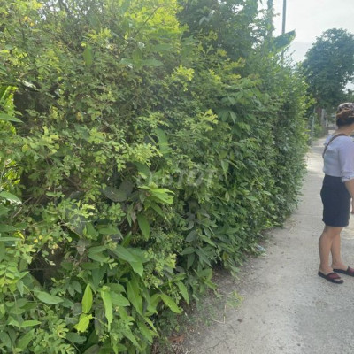 Lô đất nền ngay Bê Thui 10, trục đường ra sông, 163m2 đất ở đô thị