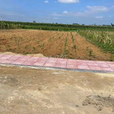 ĐẤT ĐẠI LỘC 130m2 NGANG 6m CÁCH DT609 CHỈ 150m GIÁ 349tr