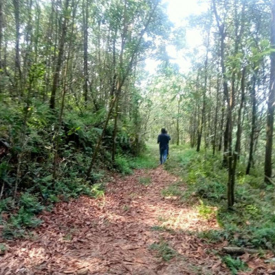 Cần bán 20 hetta đất rừng sản xuất tiên Phước Quảng Nam