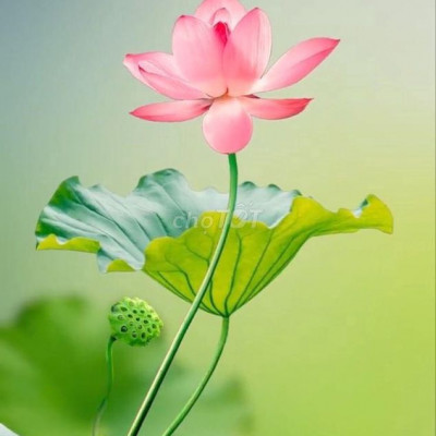 Đất chợ Triêm Nam ngang 10m, gần Hội An, gần sông Thu Bồn