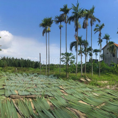Đất View Dừa và Hồ sinh thái Cẩm Thanh Hội An.Diện tích 1358m