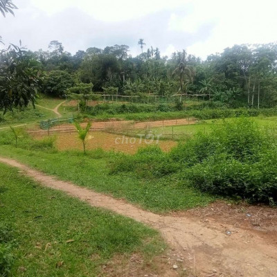 Chủ cần bán 4000m2 đất vườn tiên sơn tiên phước quảng Nam