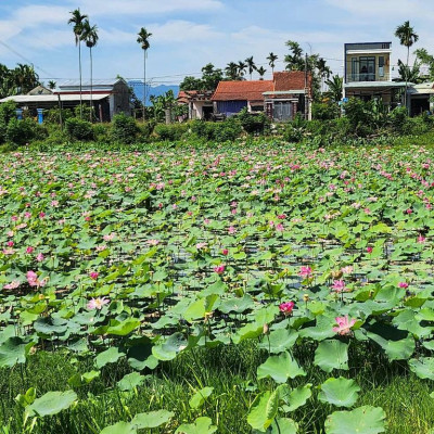 Gần chợ Lệ Trạch đường 4m_205m2 lô đôi làm xưởng hay nhà vườn