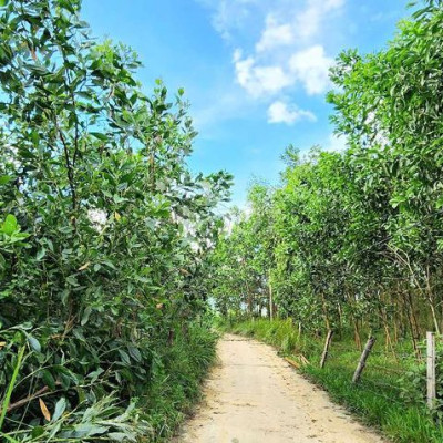 1.123,8m2 tại đồi chè Đông Giang giáp suối, gần Đà Nẵng chỉ 345 triệu.