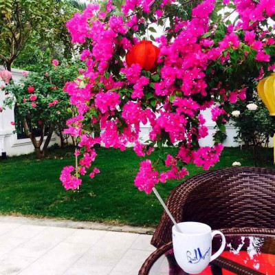 Bán Đất 500m2 Đường Võ Nguyên Giáp, Quảng Nam Giá 31,5 Triệu/m2