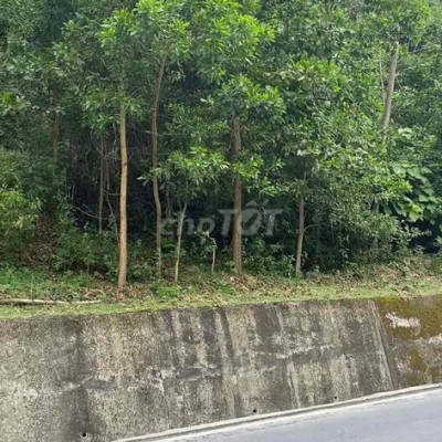 Bán đất trồng keo 1,1ha, keo được hơn 3 năm tuổi