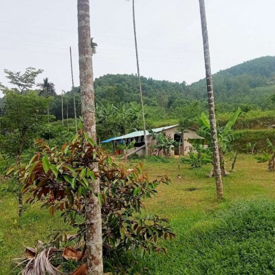Chính chủ cần Bán đất vườn 18,000m2 1,8 hetta tại tiên phước quảng Nam