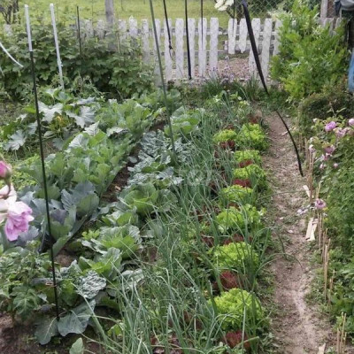 Đất nhà vườn chính chủ