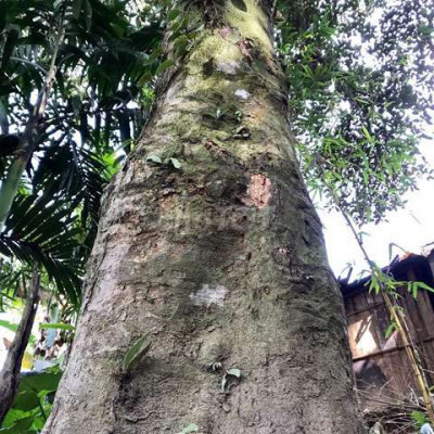 Rãy mít gỗ 200 cây