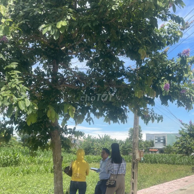 Mở bán khu đấu giá nhà nước đường Hoa Bằng Lăng Tím 10m