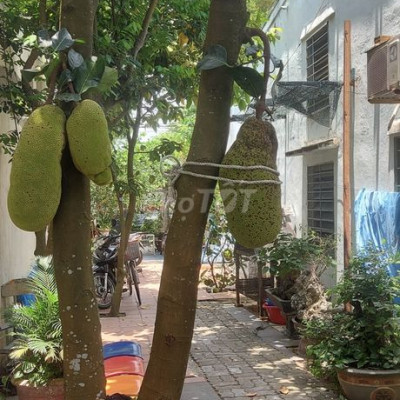 Cho thuê nhà vườn tại phường Thanh Hà Hội An