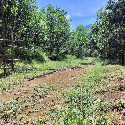 Bán 7 hetta đất rừng sát đường views sông  Bắc Trà My