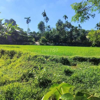 Cần bán 1000m2 đất vườn làng cổ lộc yên tiên phước quảng Nam