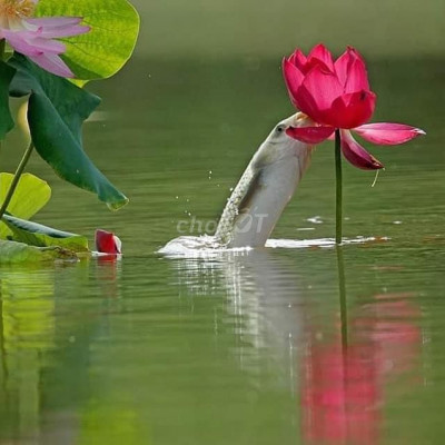 Cần tiền bán lô đất