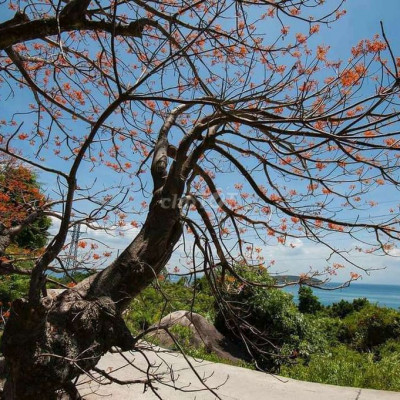 NHÀ ĐẤT HỘI AN GIÁ RẺ