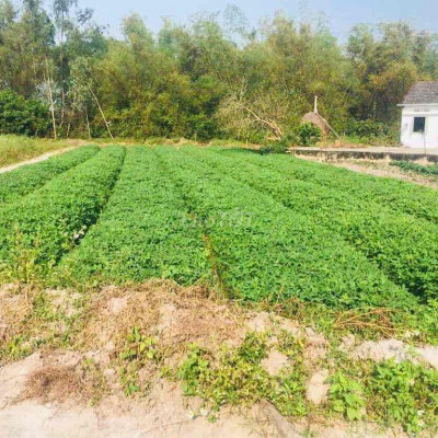 Đất nền ngừoi dân giá rẻ chỉ 350 triệu