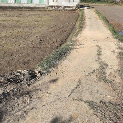 dt 800 m2 đất ở + cây lâu năm