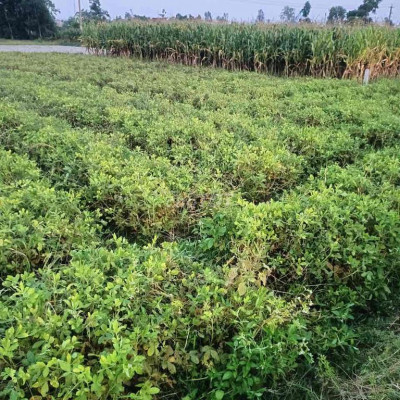 đất sát sân bay chu lai