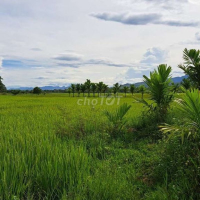 Chính chủ cần bán đất nông nghiệp Điện Tiến, Điện Bàn. Đã có sổ