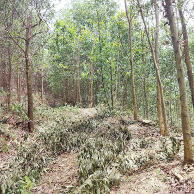 Cần bán 50 ha đất rừng đã trồng keo khu vực huyện Tiên Phước Trà My