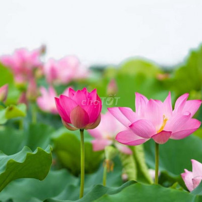 KDC hành chính Điện Phước đường 10m sát tỉnh lộ giá 780tr/ lô