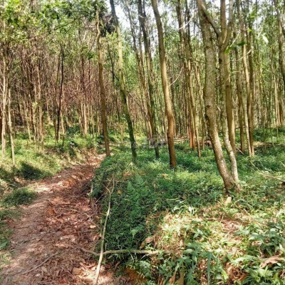 Bán nhanh đất 5hec phù hợp làm trang trại chăn nuôi trồng cây ăn quả