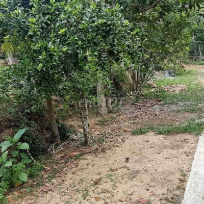 Cần tiền nên bán gấp nhà vườn hơn 4800m² tại xã Tiên Lộc Tiên Phước