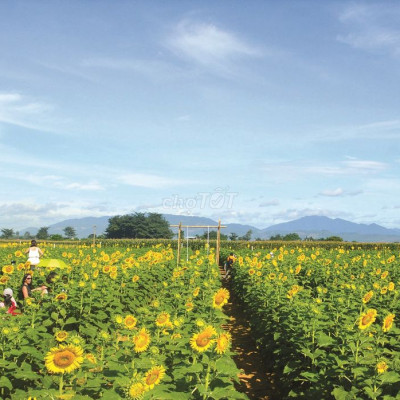 Đất nền ĐIỆN PHƯƠNG GẦN HỘI AN HÀNG ĐẦU TƯ