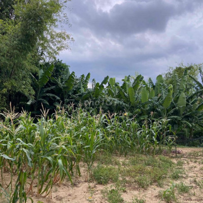 bán đất Đại Nghĩa, Đại Lộc phù hợp xây nhà vườn