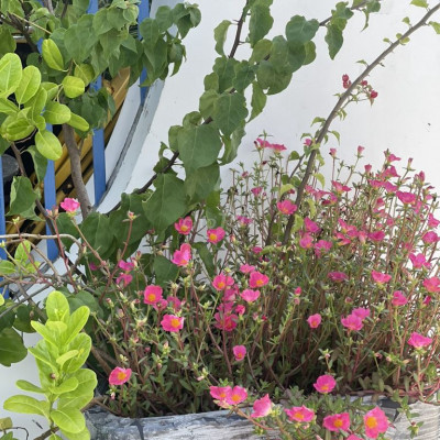 Cặp đất đẹp gần Hội An, cạnh homstay mới xây dựng, 499tr/lô,hỗ trợ vay