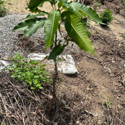 bán đất vườn thổ cư chính chủ