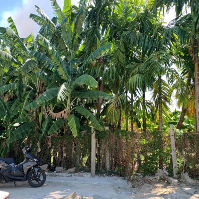 Chính chủ bán đất giá rẻ 230 triệu cho vk ck trẻ đầu tư