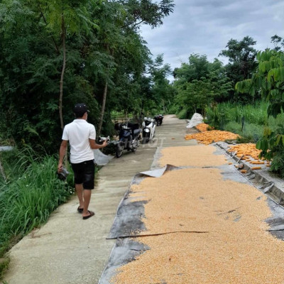 ĐẤT SỔ ĐỎ ĐIỆN TRUNG ĐIỆN BÀN 325TR