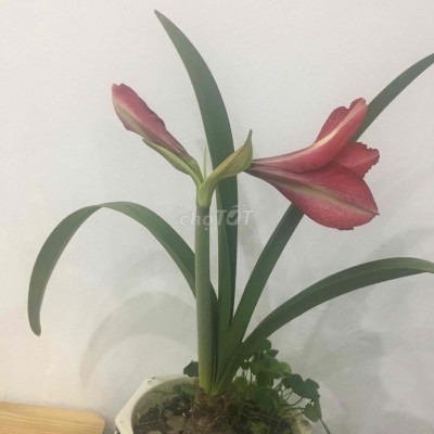 Cần bán 300m2 đất.