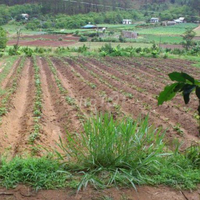 KẸT TIỀN CẦN BÁN  ĐẤT NÔNG NGHIỆP TẠI DUY PHÚ, DUY XUYÊN, QUẢNG NAM