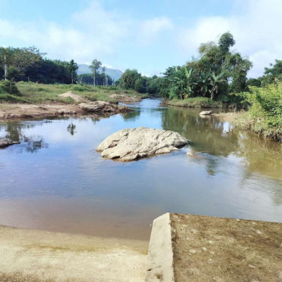 chủ bán 2500 Vườn cây ăn quả + hơn 100 cây gió bầu làm trầm hương