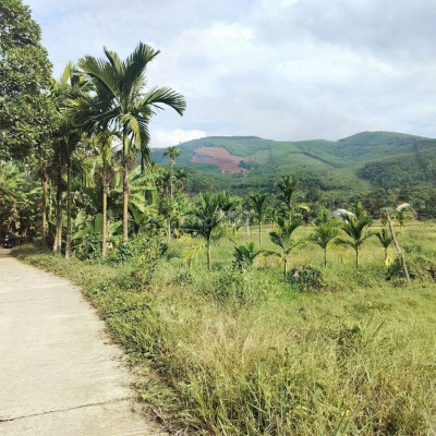 Chủ cần bán nhà vườn 3000m2 có 200 đất ở  Đã trồng cây ăn quả