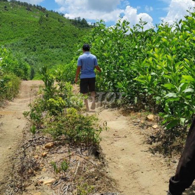 Bán lô đất rừng View Suối  ĐẠI QUANG ĐẠI LỘC Diện tích :20 hecta