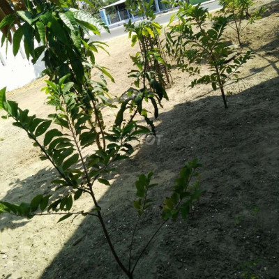 Đất sổ đỏ diện tích 300m2 mặt tiền đường Huỳnh thúc kháng