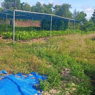 Cần bán lô đất vườn sát khu dân cư 270 Tam Phú dt 1350mv có 300mv