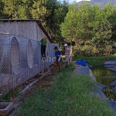 Cần sang nhượng trại chăn nuôi heo quy mô 3000 con.