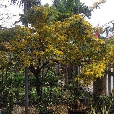 Bán đất tặng nhà