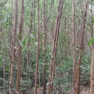 Đại Quang Đại lộc 33ha có keo 5 năm.Giá 140/1ha đất tương đối bằng