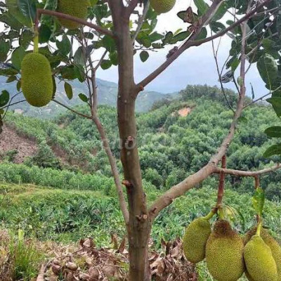 ĐẤT 15068M2 ĐIỆN TIẾN