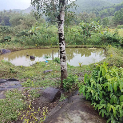 bán Đất trang trại chăn nuôi tổng 10.694m2 có 300 đất ở có nhà, ao cá