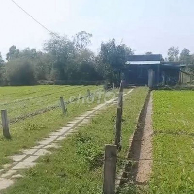 nhà vườn Diện tích : 1270m trong sổ có 300m đất ở