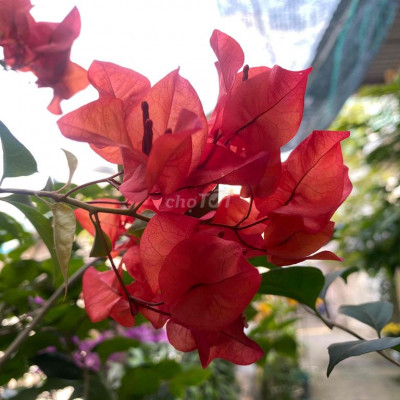 Cần bán đất chính chủ