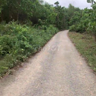 CẦN TIỀN BÁN LỖ 300 TRIỆU ĐẤT RỪNG TAM LÃNH ĐANG TRỒNG KEO