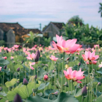 Lô góc đầm sen Điện Tiến cần tiền bán gấp 650 Triệu