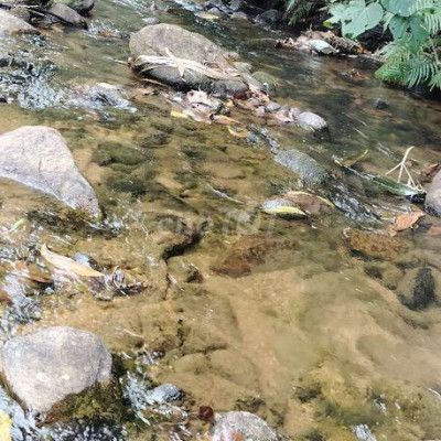 Bán nhà vườn bám suối bám đường DH Tổng 10470m2 phù hợp nghĩ dưỡng